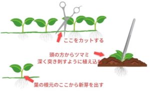 グロッソスティグマの植え方