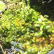 水上葉のビオトープ