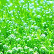 気泡をつける水草