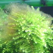 水草水槽のコケ