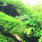水草レイアウト