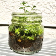 水草ボトルアクアリウム
