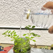ボトルアクアリウムの給水