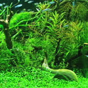 水草水槽のレイアウト