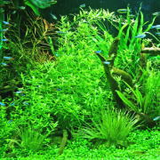 水草水槽のレイアウト