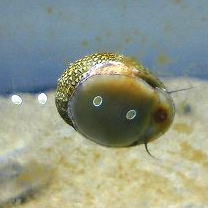 水槽内に白い粒 石巻貝の卵対策 駆除 除去方法 卵を食べる生体は