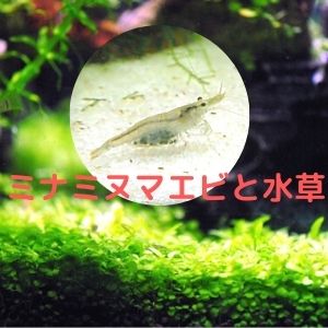 ミナミヌマエビは卵を水草に産む 産卵と水草の必要性