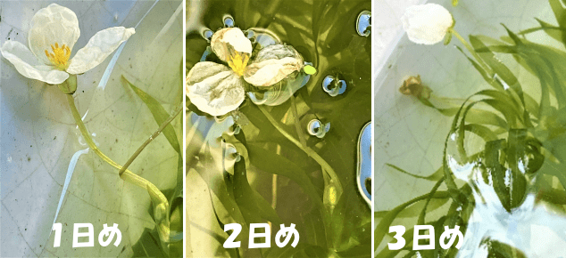 アナカリス 蕾から開花までの経過観察記録２