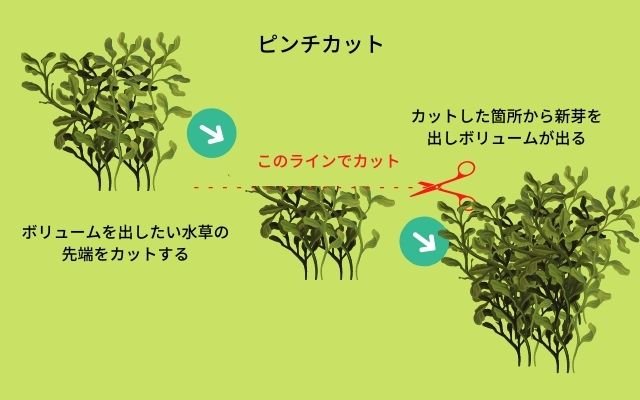 水草トリミングのコツピンチカットと差し戻し