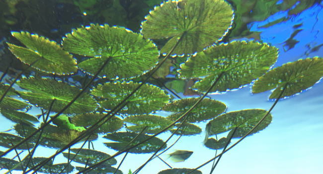 水草