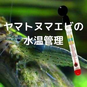 ヤマトヌマエビ飼育の適正水温 夏 冬の温度変化と水温差に注意