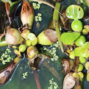 ホテイアオイの花が咲かない 花の咲かせ方と時期