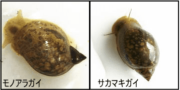 タニシの種類と見分け方 スネールやジャンボタニシとの違い